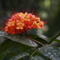 Saraca asoca (Roxb.) J.J.de Wilde